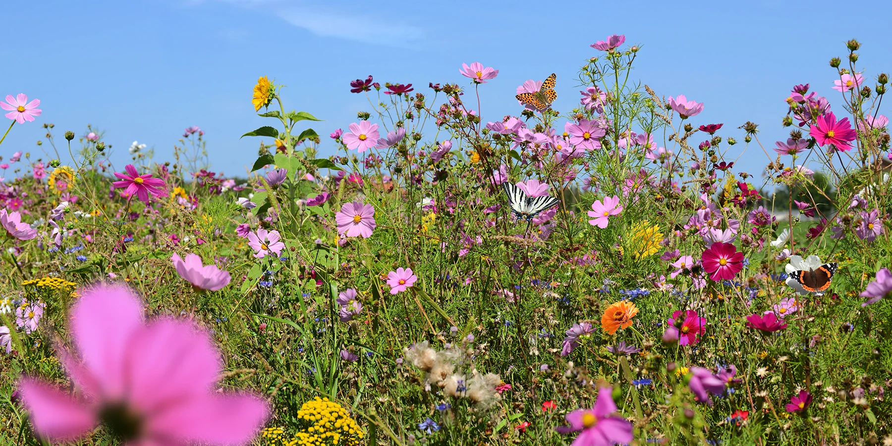 Frische Gartenpracht direkt vom Züchter
