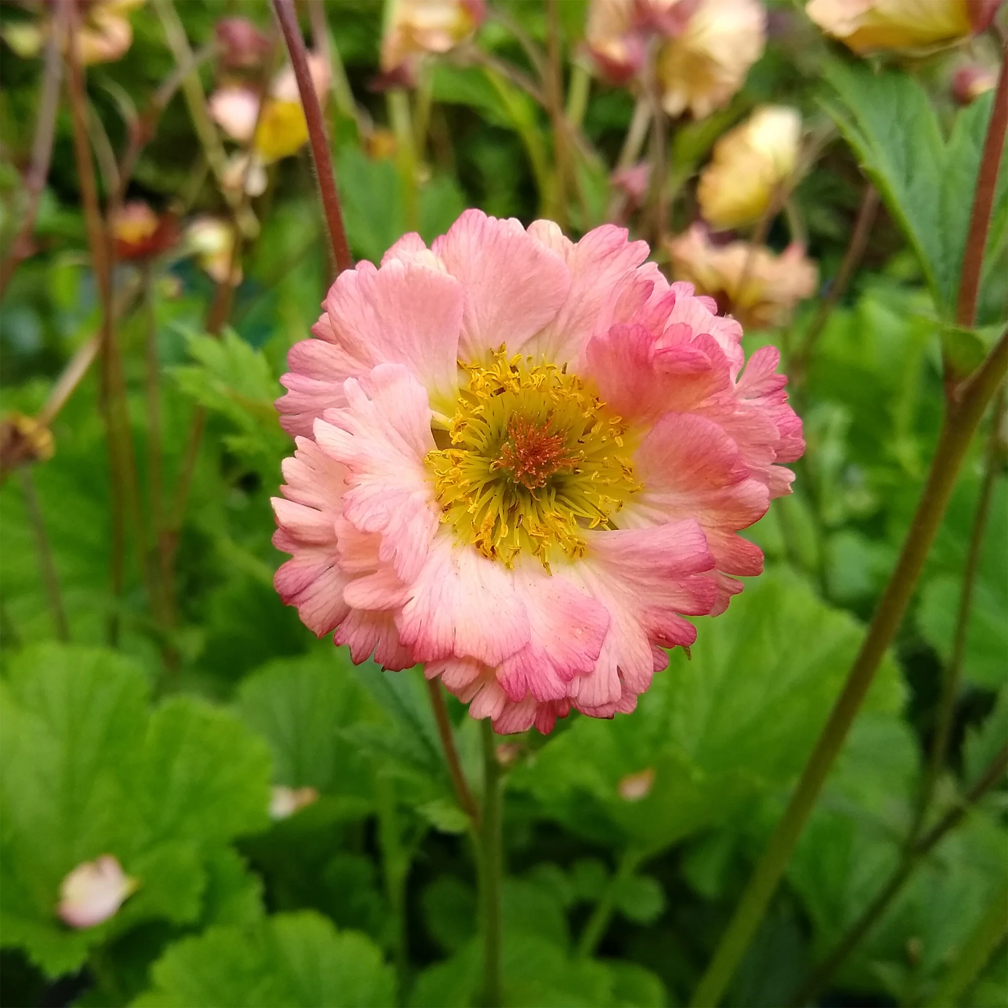 Vorschaubild 1