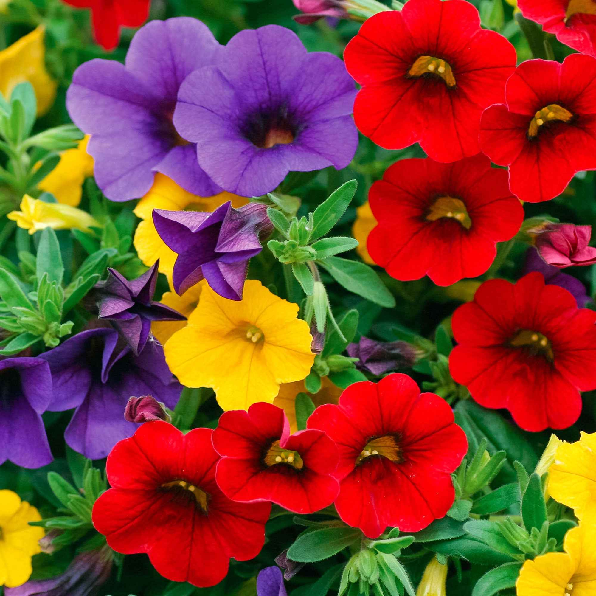 Vorschaubild 2