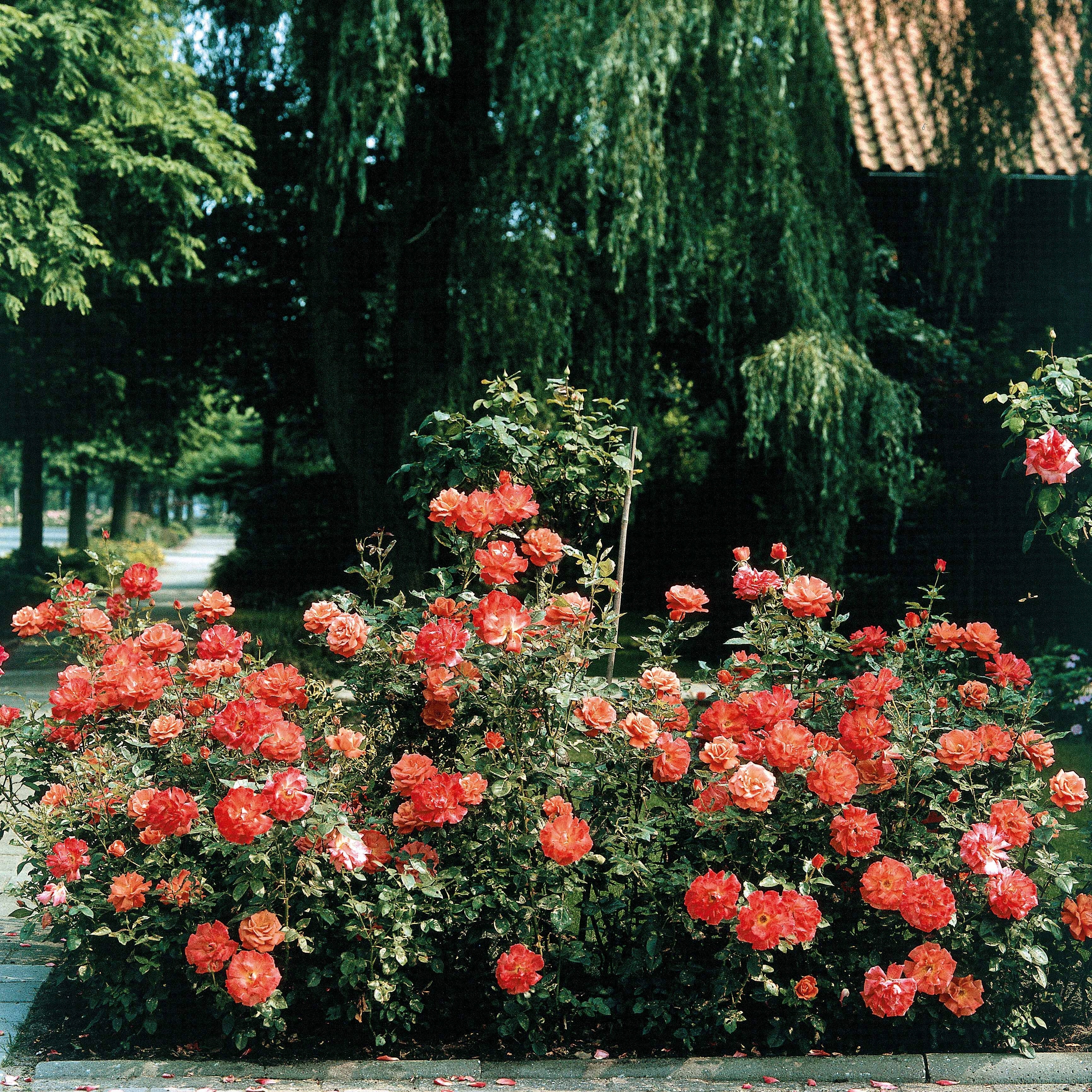 Vorschaubild 1